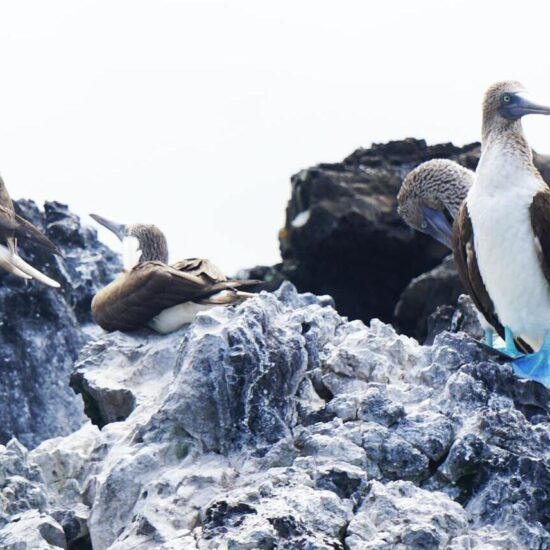 Galapagos