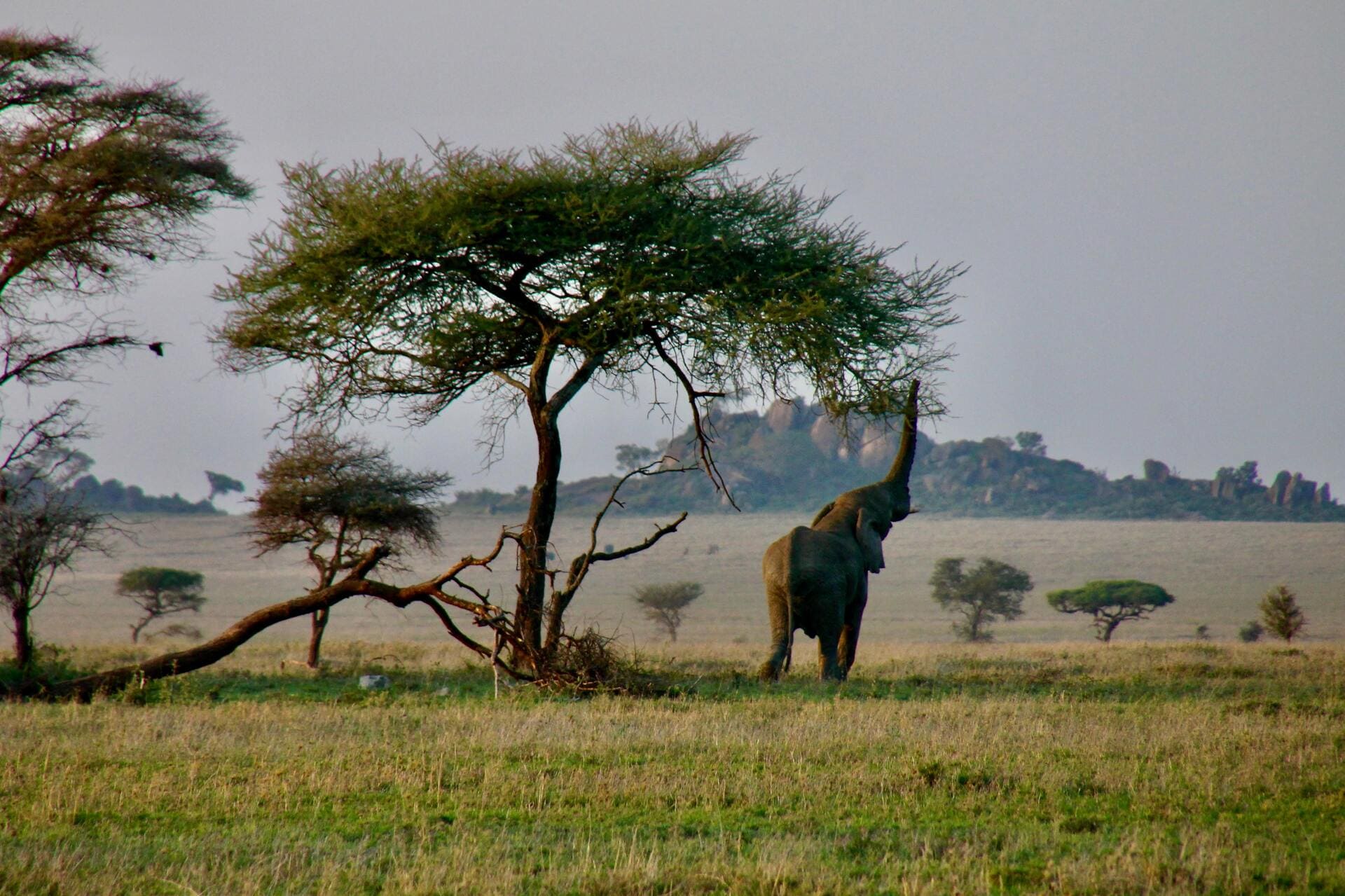 Tanzania