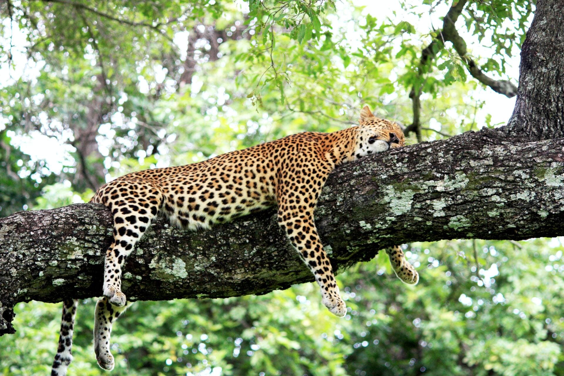 Zambia