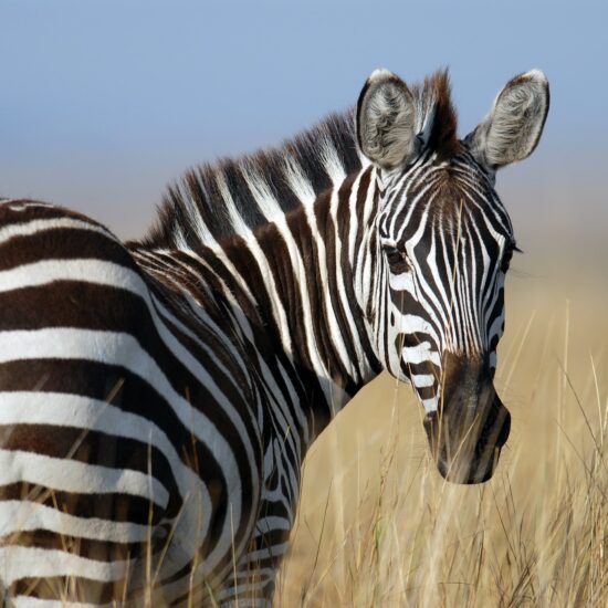 zebra kenya