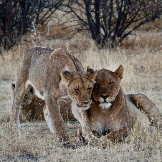 safari namibia