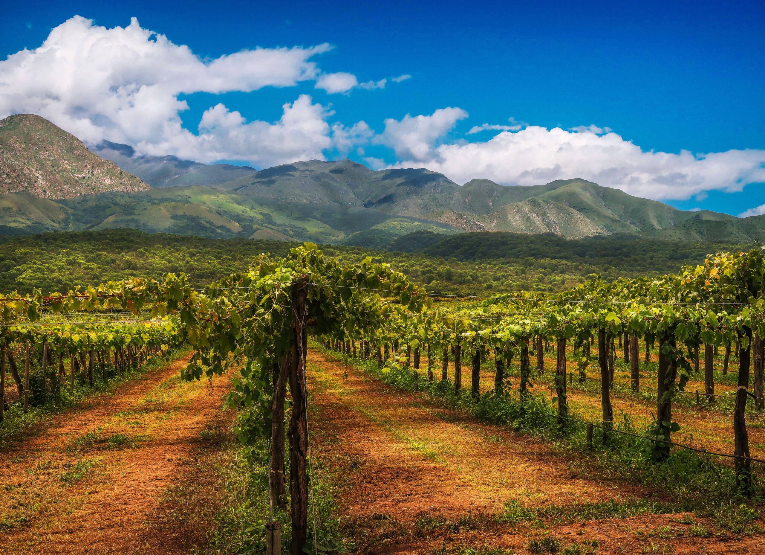 vigneto mendoza argentina