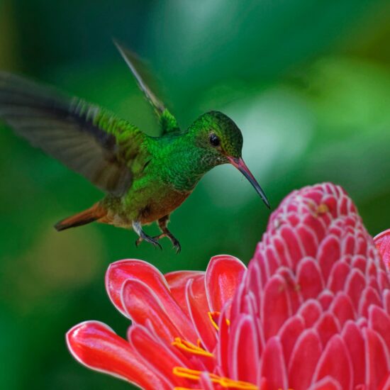 costarica colibri