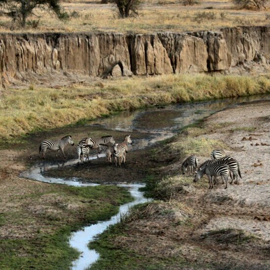 zebre tanzania