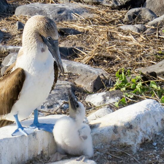 sule galapagos