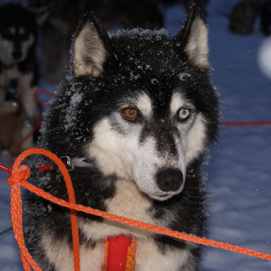 husky finlandia