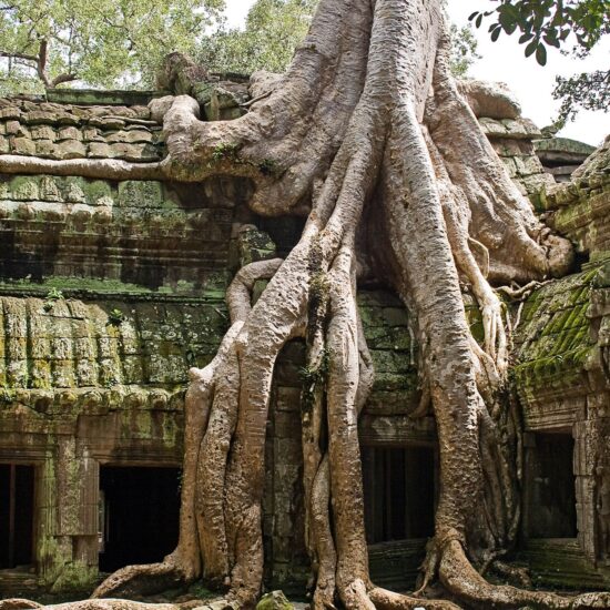 ta prohm cambogia