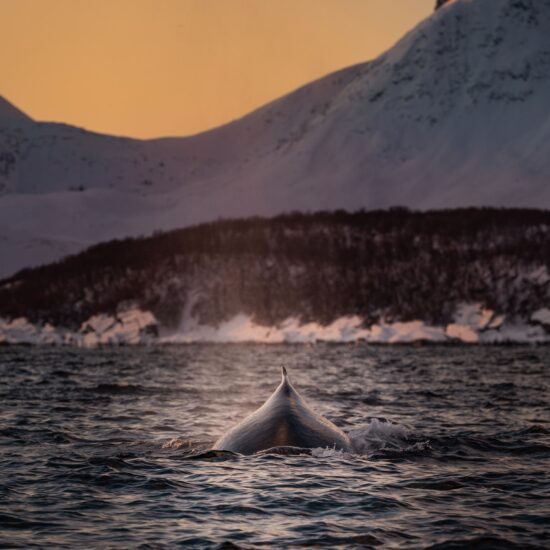 tromso balena