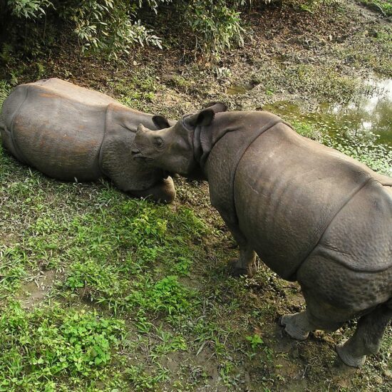 chitwan nepal