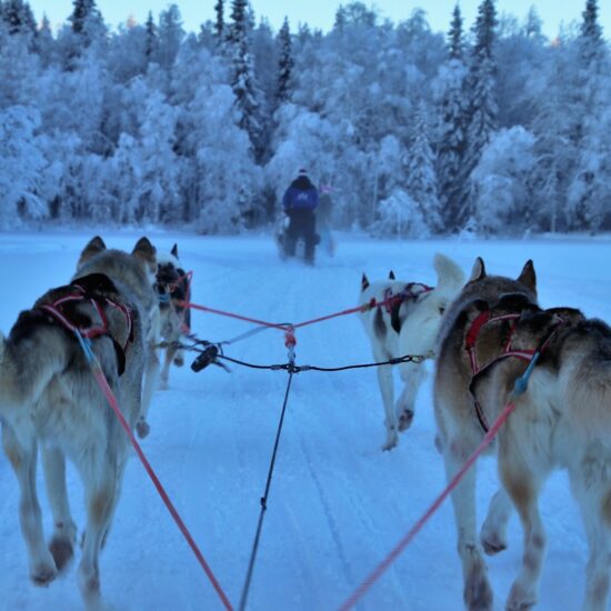 cani finlandia