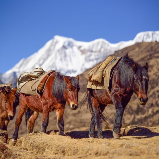 bhutan montagne