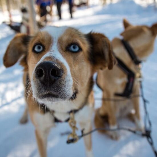 husky