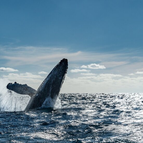 whales baja california