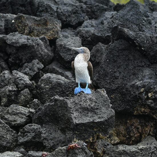 galapagos sula blu