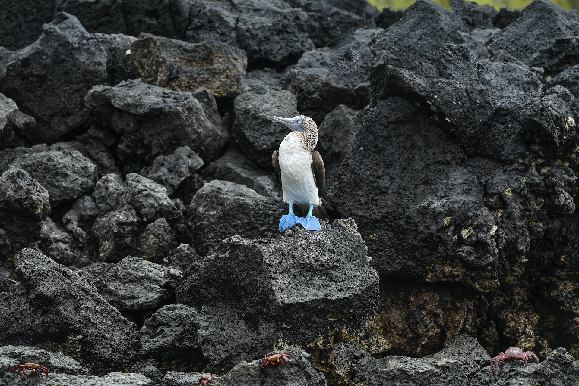 galapagos sula blu