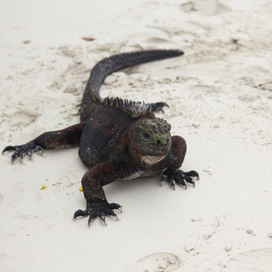 galapagos iguana