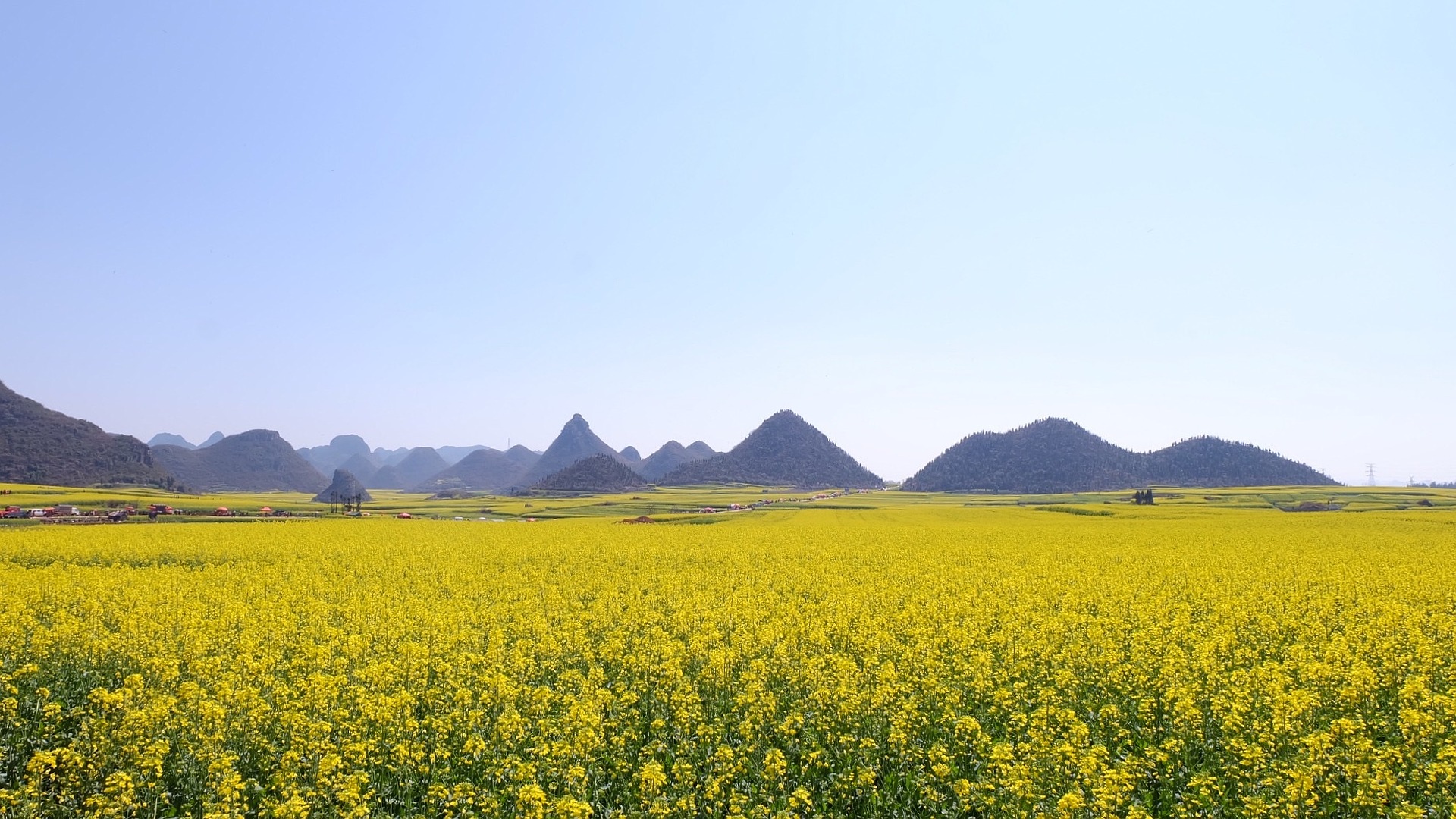 FIORITURE SPETTACOLARI IN GIRO PER IL MONDO