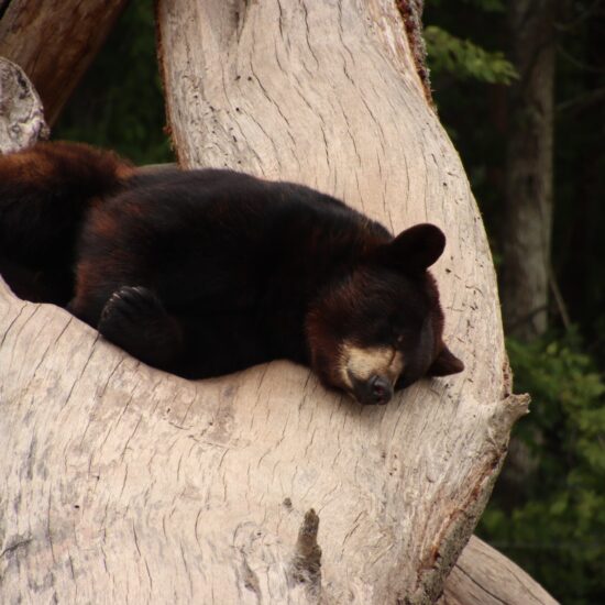 orso nero canada