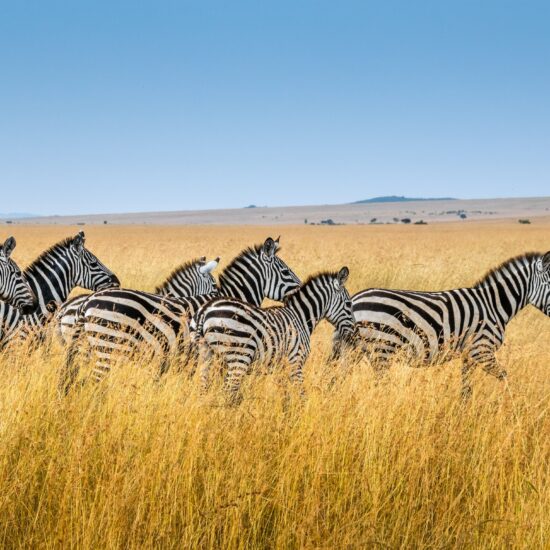 masai mara