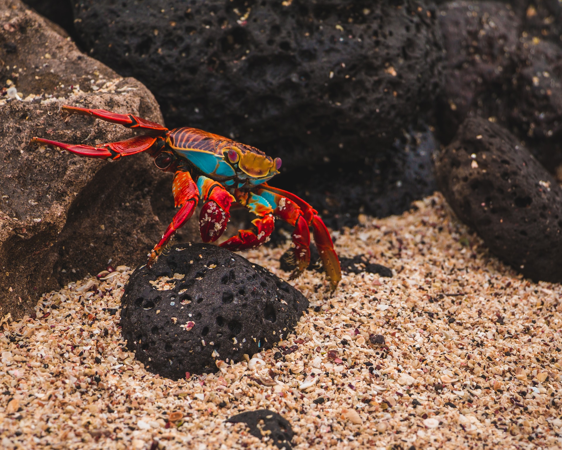 GALAPAGOS