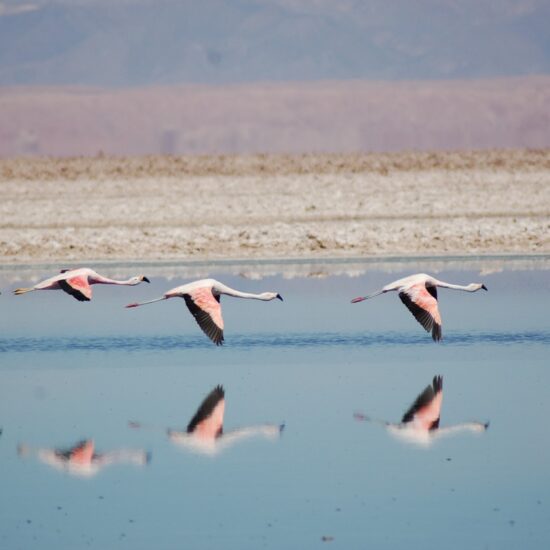 san pedro atacama