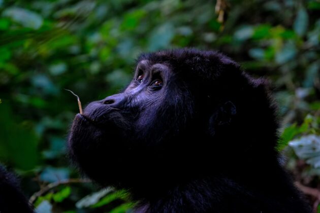 gorilla di montagna