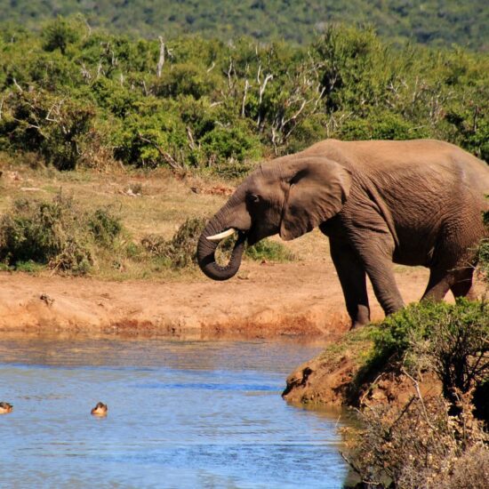 addo national park