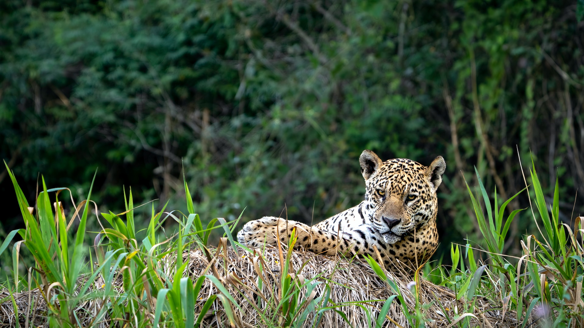 pantanal