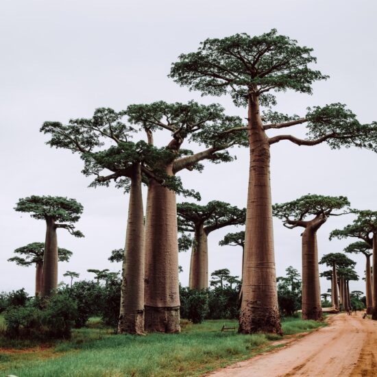 madagascar