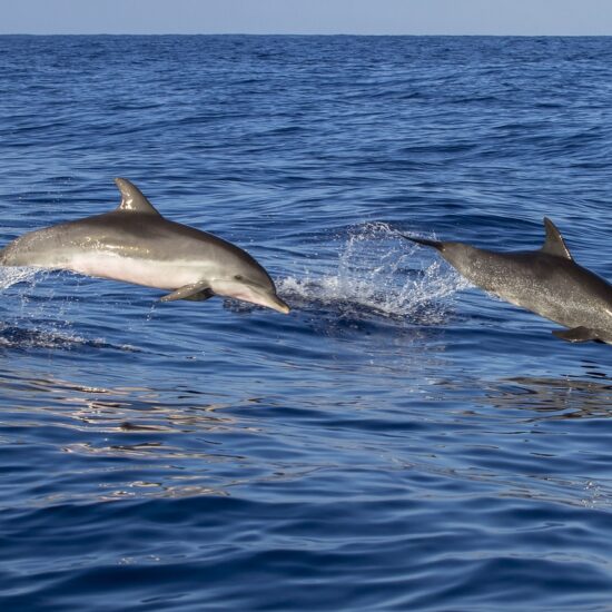 madeira delfini