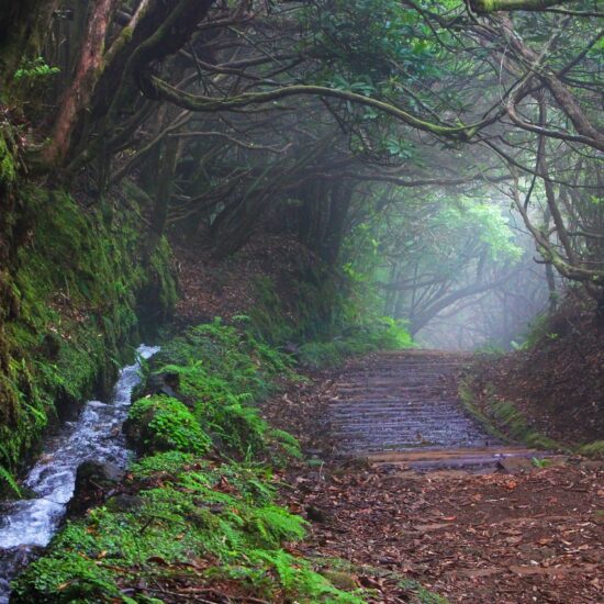 madeira levadas