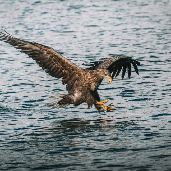 aquila di mare