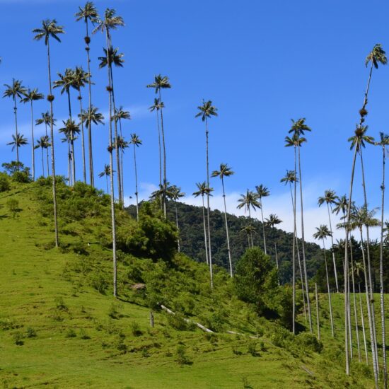 valle cocora