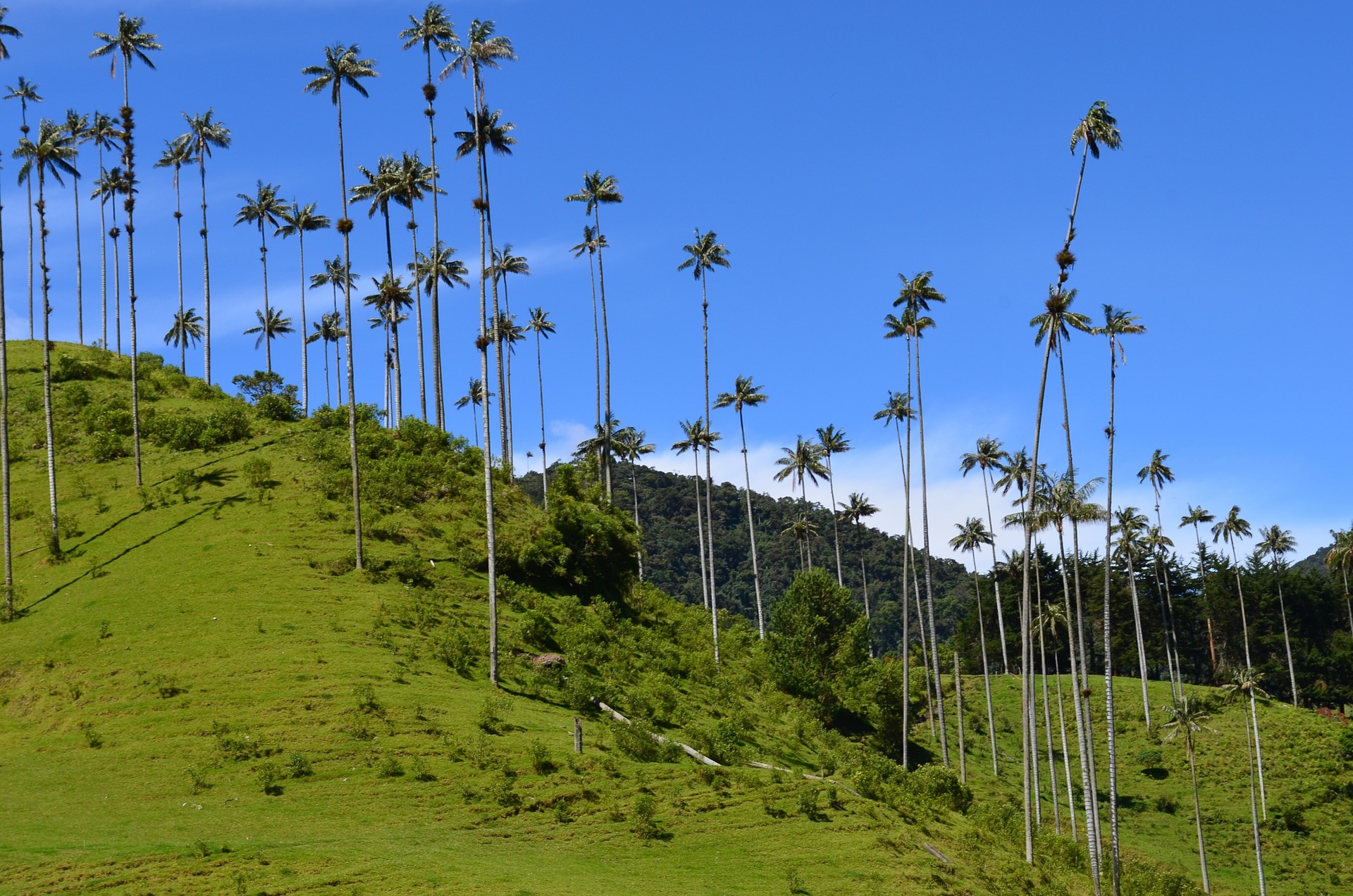 valle cocora