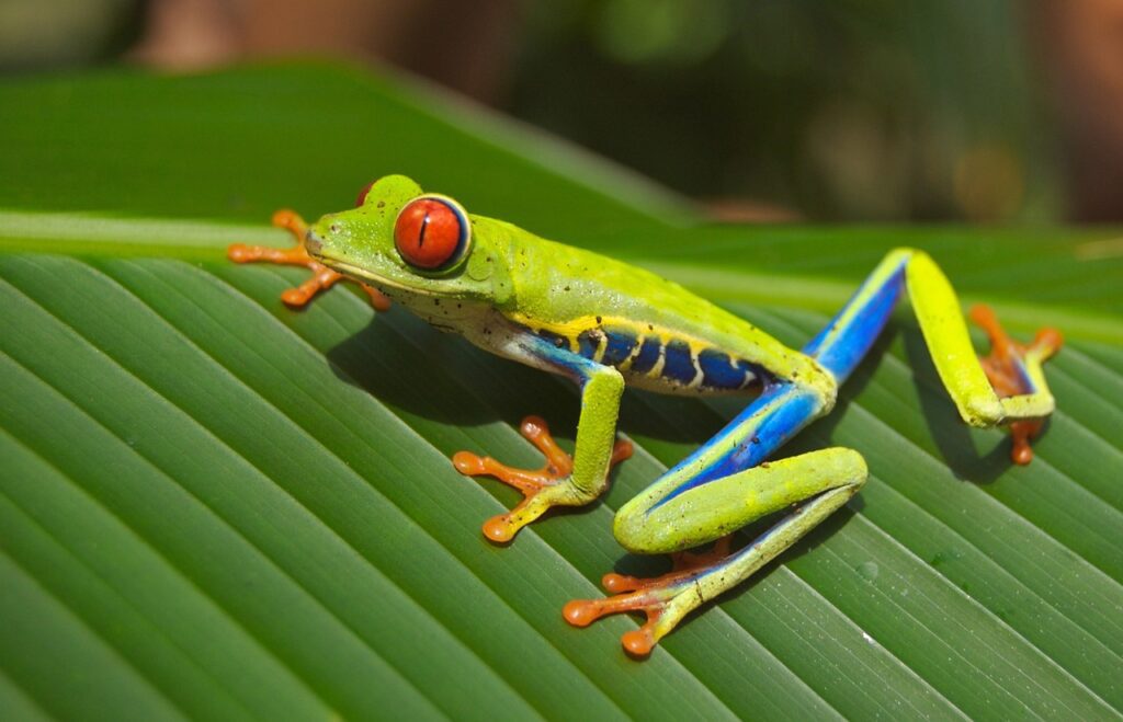 biodiversità